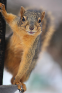 squirrel