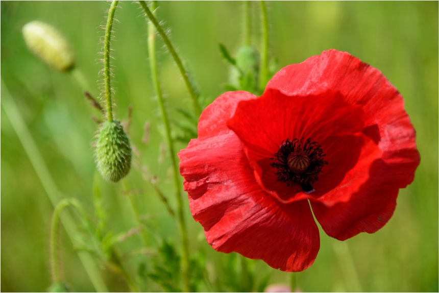 poppy 2 memorial day flander's field