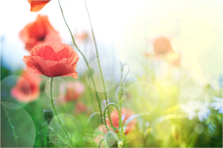 What’s your poppy? Finding healing after trauma