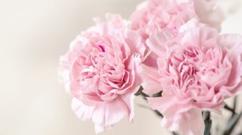 pink carnations mother's day grief