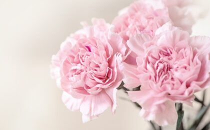 pink carnations mother's day grief